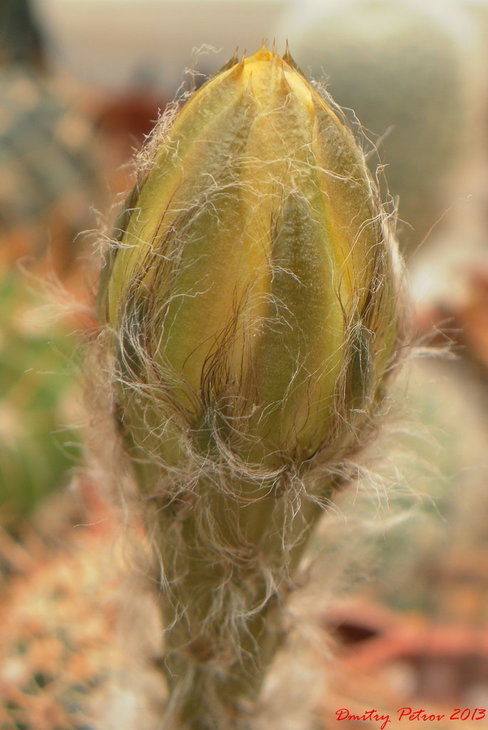 Lobivia aurea v.schafferi бутон