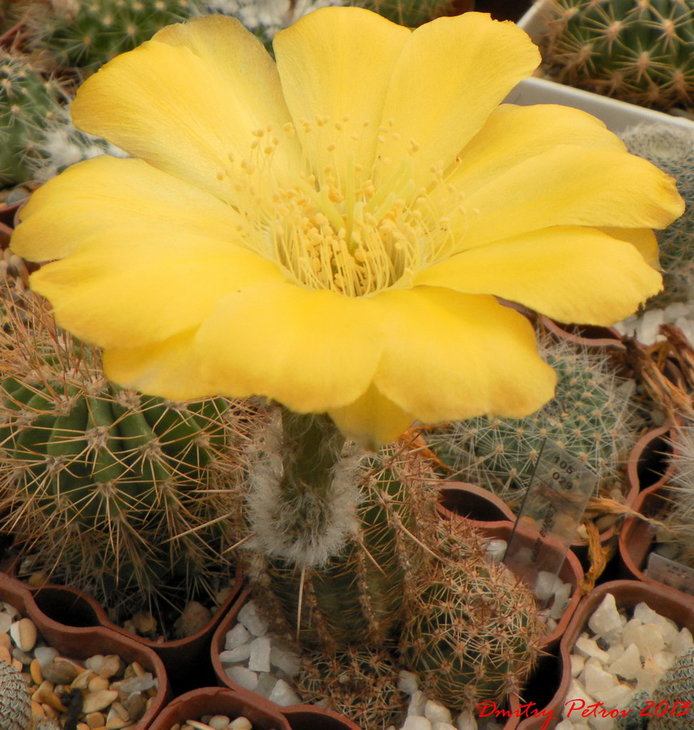 Lobivia aurea v.schafferi<br />и  цветок