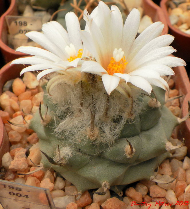 Turbinicarpus	hoferi