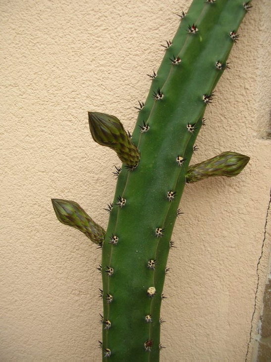 mDSCN9742.JPG