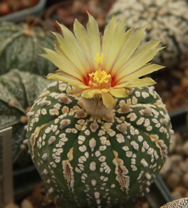 Astrophytum asterias super kabuto