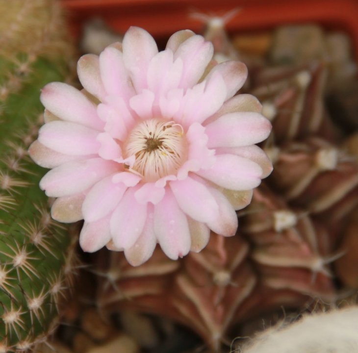 Gymnocalycium friedrichii