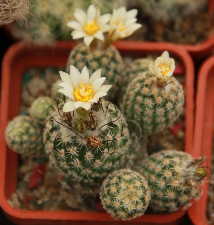 Turbinicarpus sp.
