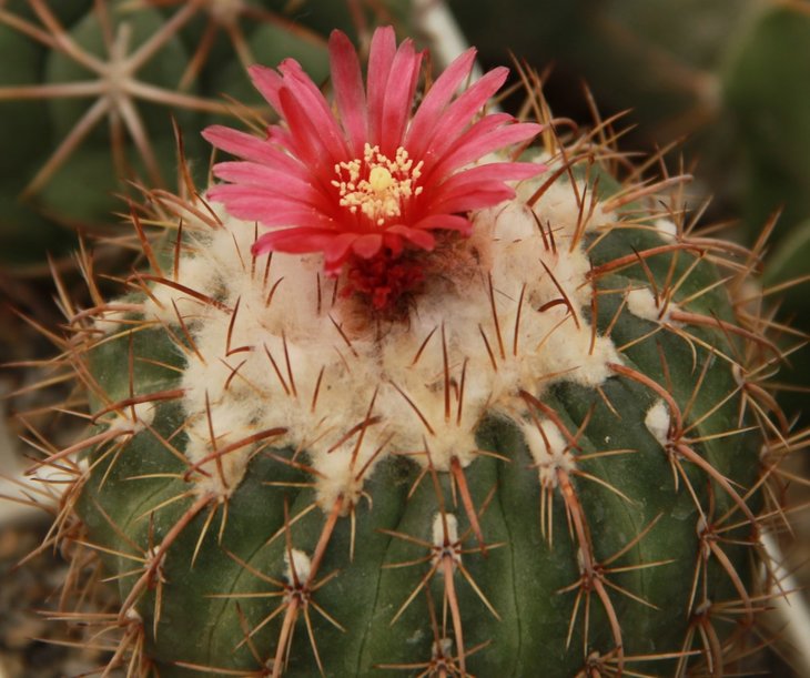Parodia schwebsiana