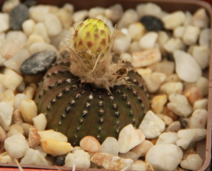 Frailea asteroides