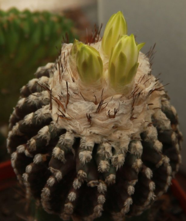 Discocactus horstii