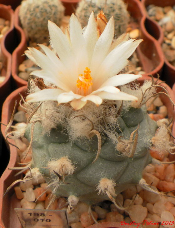 Turbinicarpus	macrohele