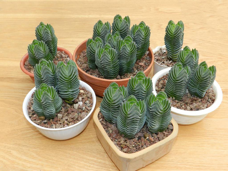Crassula-Buddhas-Temple02-Lapshin2012.jpg
