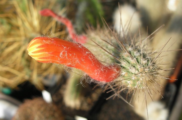 Cleistocactus smaragdiflorus