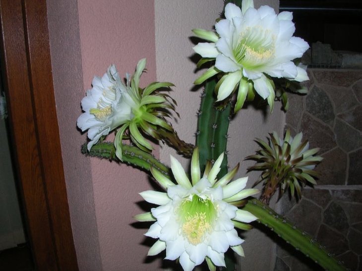 mDSCN9771.JPG