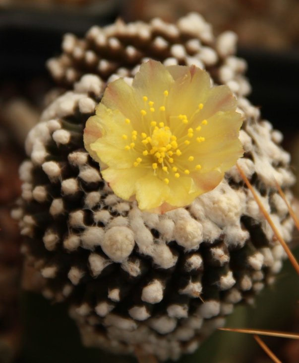 Copiapoa tenuissima monstrose
