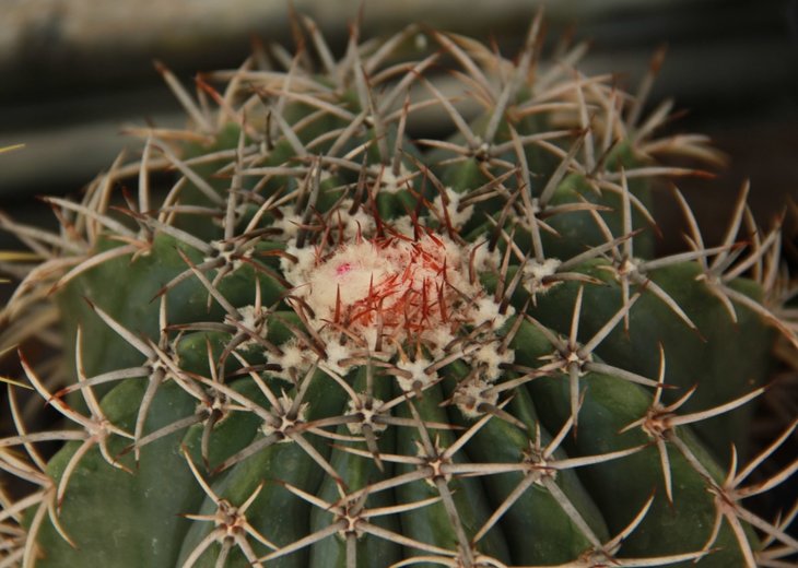 Melocactus sp.