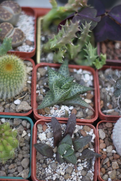 Haworthia tesselata