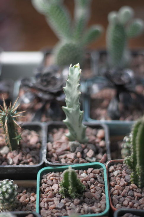 Euphorbia lactea f. variegata