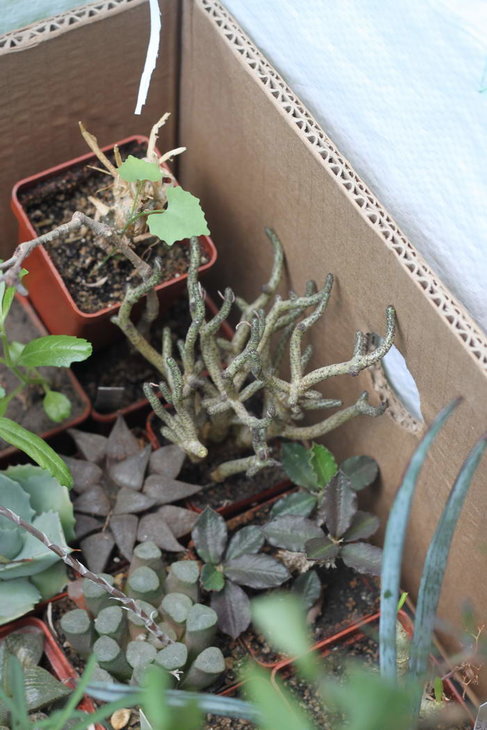 взрослый куст Tylecodon bucholzianus