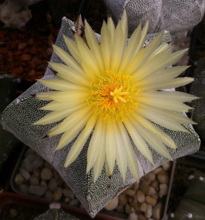 Astrophytum myriostigma