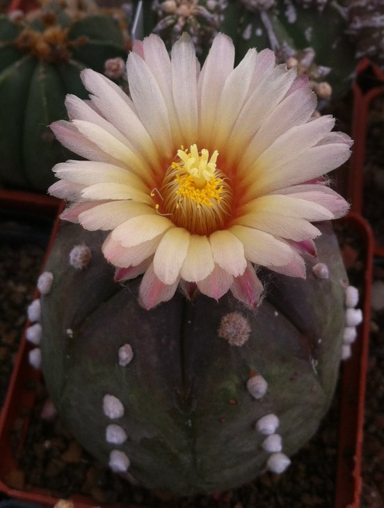 Astrophytum asterias nudum ooibo