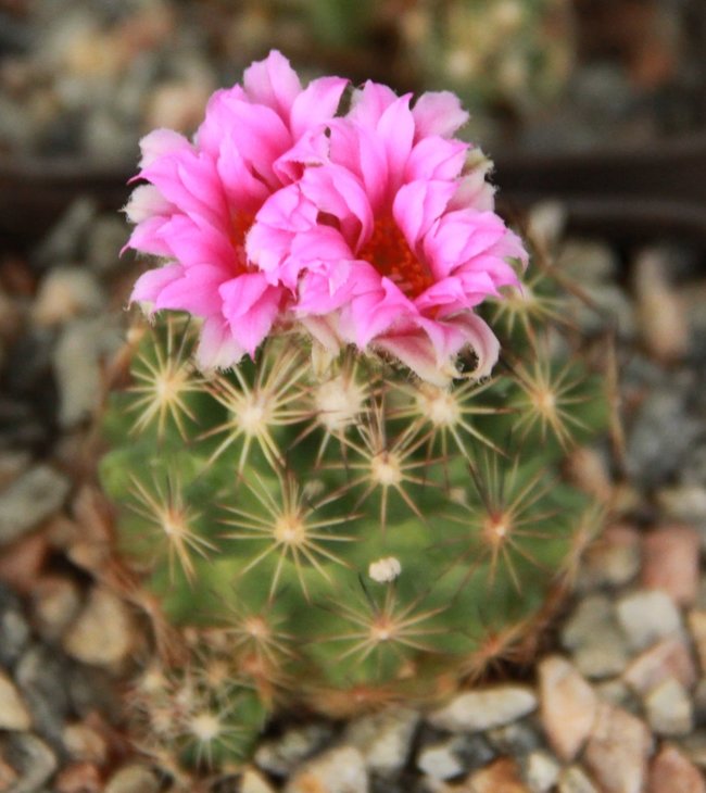 Escobaria (coryphantha) hesteri
