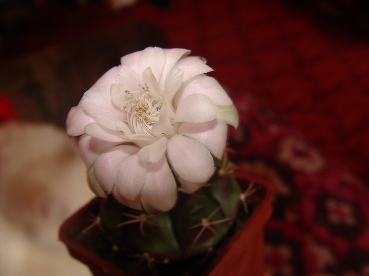DSC07645.JPG