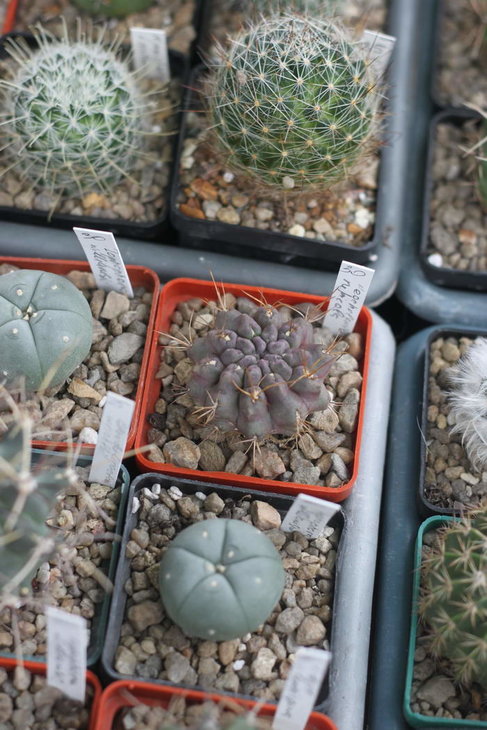 Neochilenia rupicola