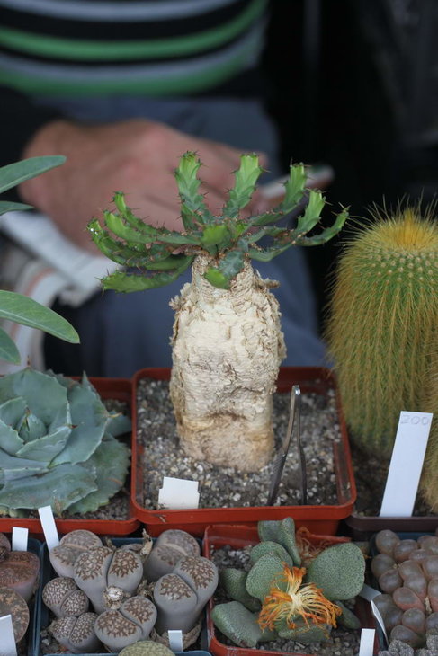 Euphorbia stellata