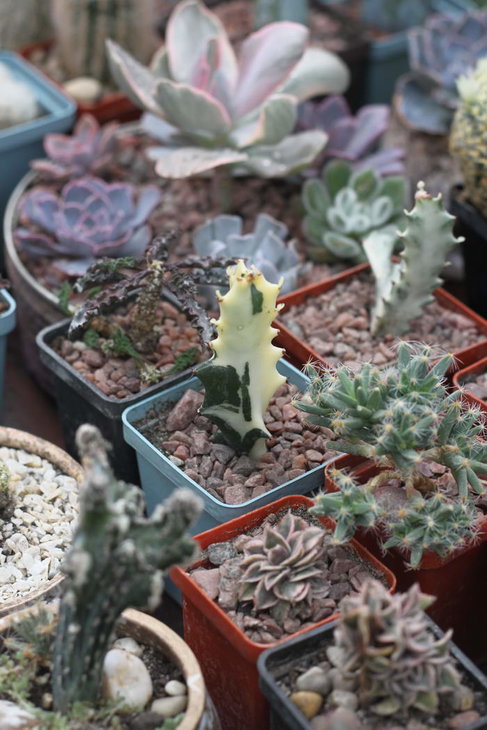 Euphorbia lactea f. variegata