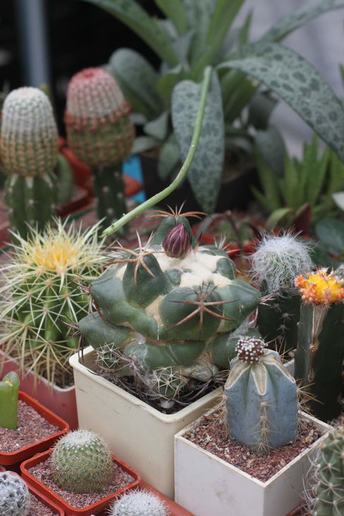 Coryphantha elephantidens