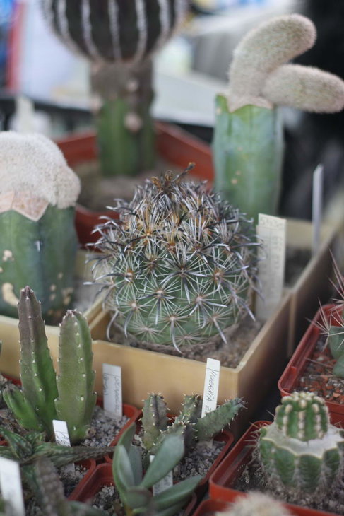 Coryphantha kracikii
