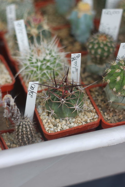 Lobivia ferox