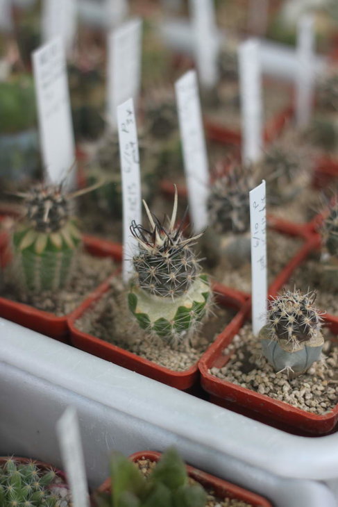 Austrocactus bertinii