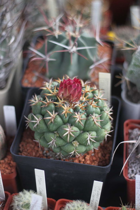 Coryphantha elephantidens cv. Japan