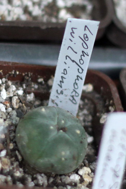Lophophora williamsii