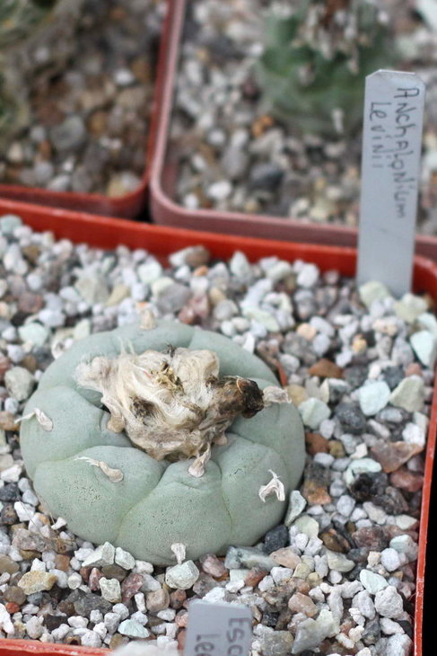 Anhalonium lewinii