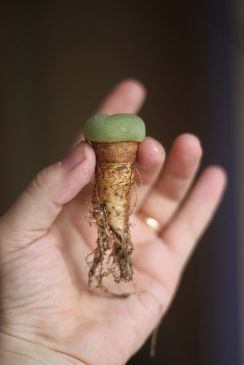 Lophophora lutea