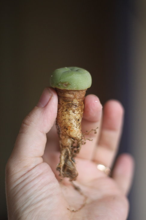 Lophophora lutea