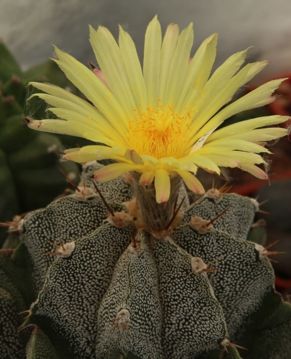 Astrophytum ornatum var mirbelii