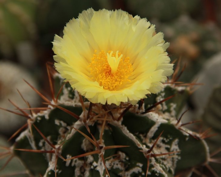Astrophytum ornatum fukuryu