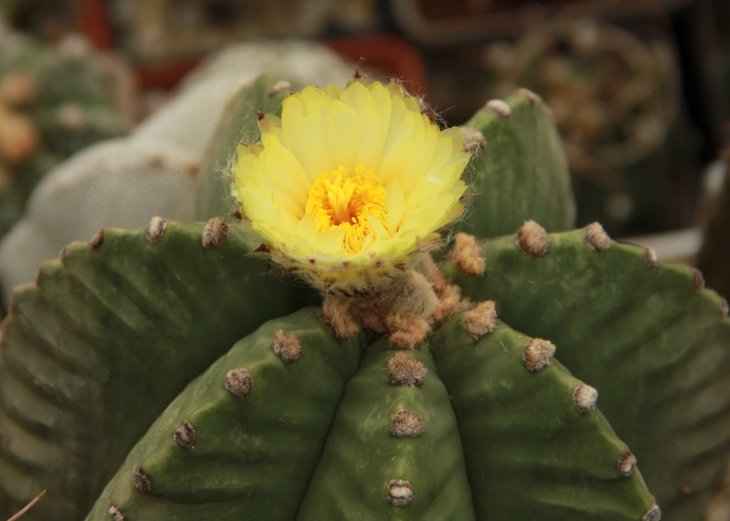 Astrophytum myriostigma kikko