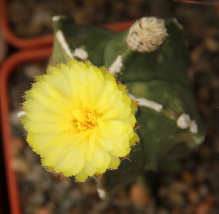 Astrophytum myriostigma HAKUGAKU