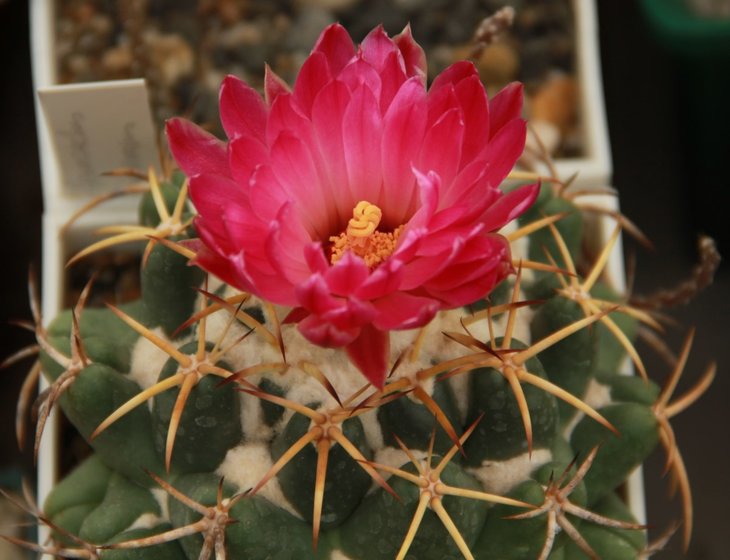 Coryphantha elephantidens