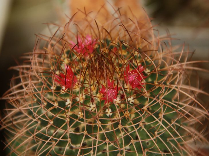 Mammillaria sp.