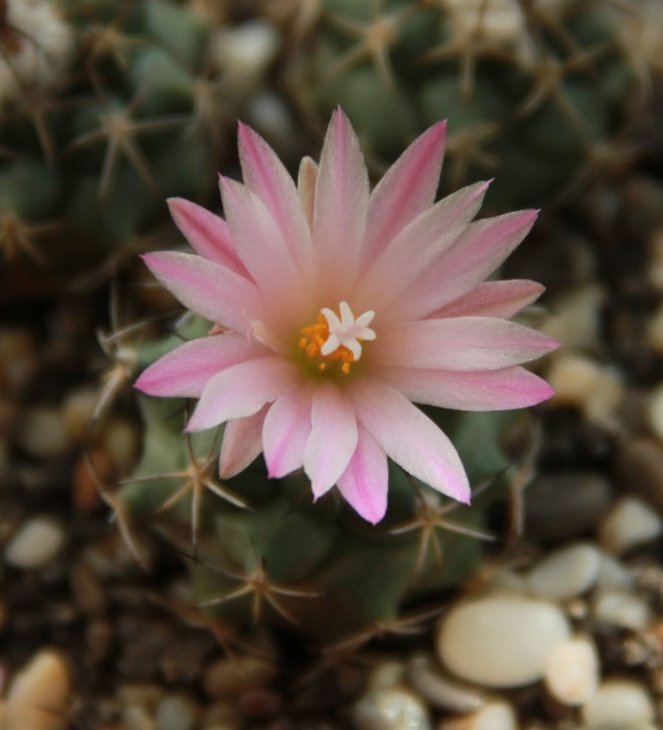 Turbinicarpus sp.