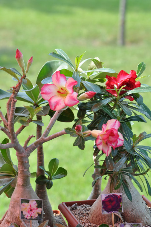 DSC_0045.jpg