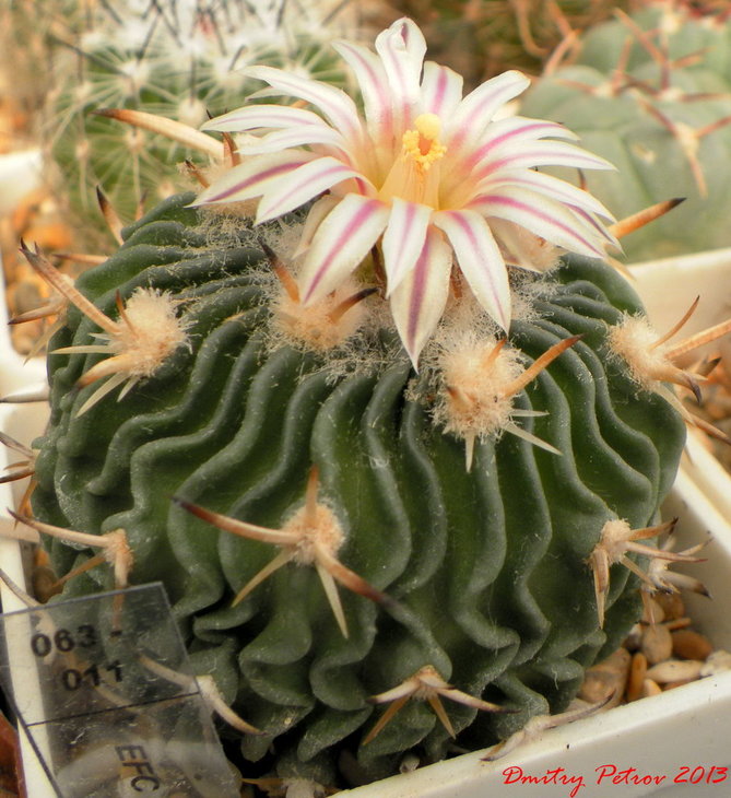 Echinofossulocactus sp.