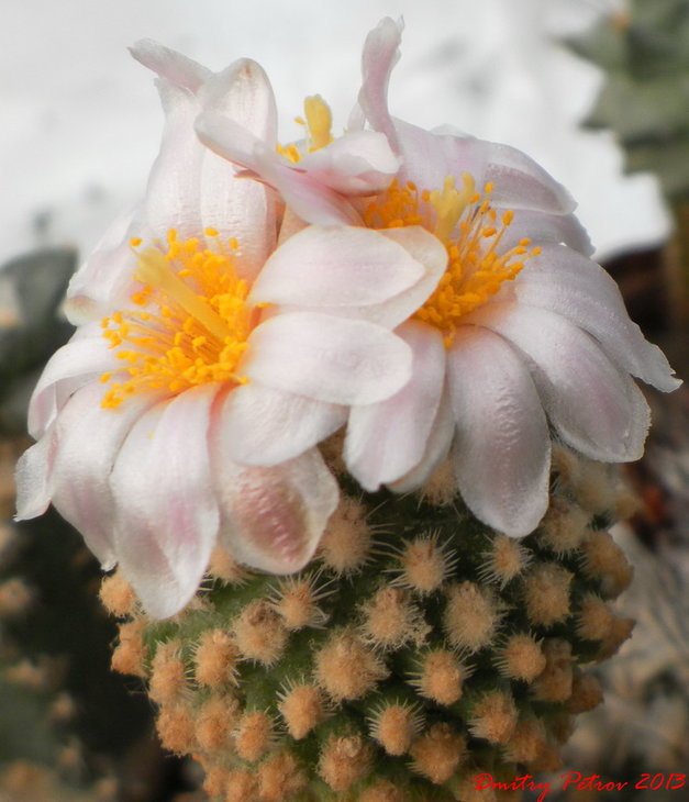 Pediocactus knowltonii