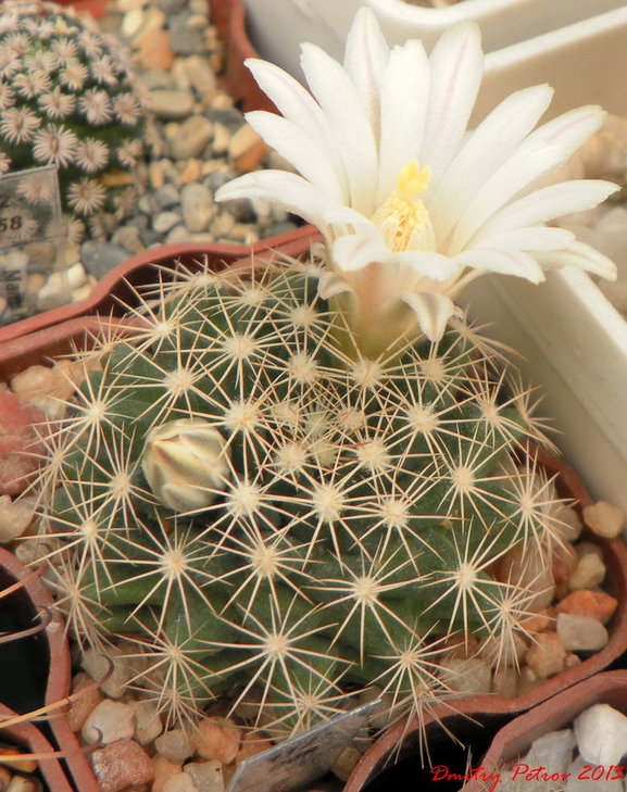 Mammillaria	coahuilensis