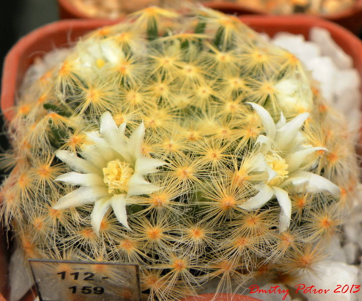 Mammillaria	schiedeana