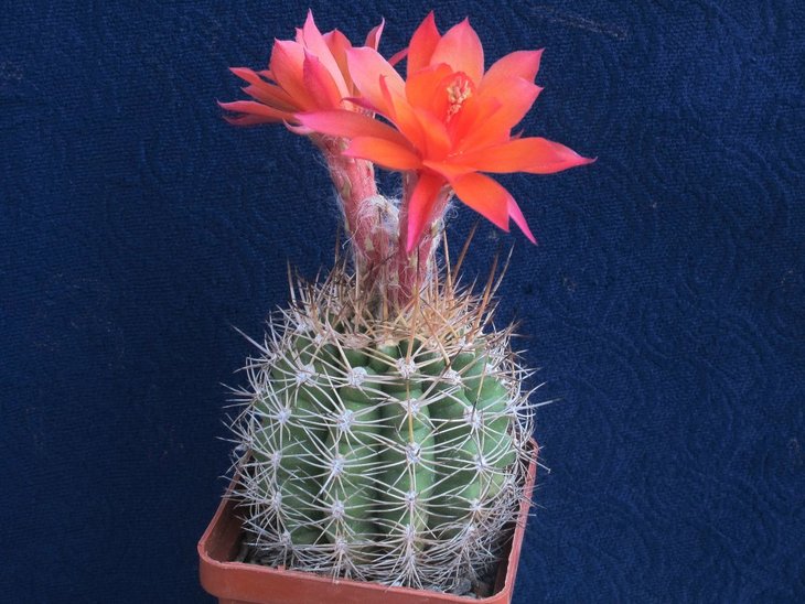 Submatucana intertexta