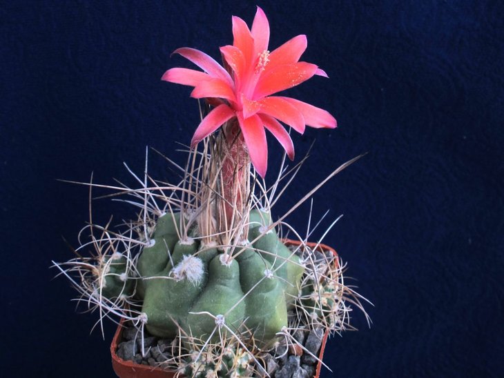 Submatucana paucicostata