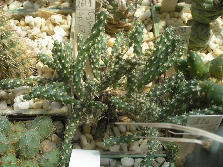 Cylindropuntia sp. LZ 768
